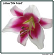 lilium 102.jpg